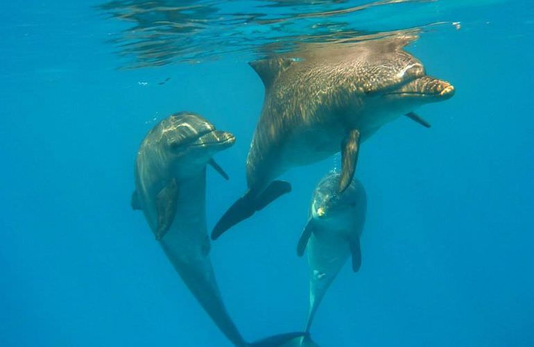 Schnorcheln mit Delfinen in Marsa Alam