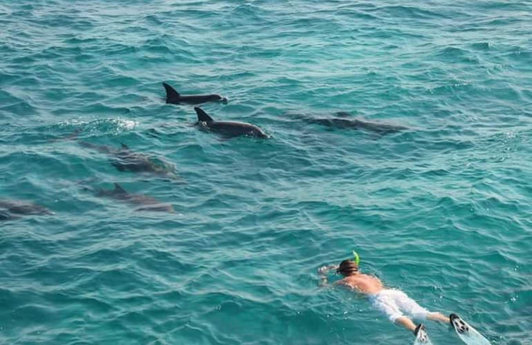 Ausflug zum Dolphin House in Marsa Alam - Begegnung mit Delphinen in freier Natur