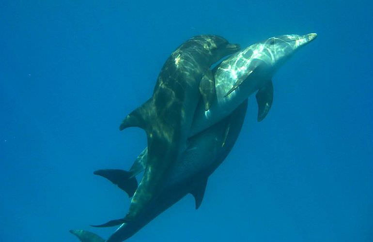 2-tägiger Schnorchelausflug zum Sataya Dolphin Reef in Marsa Alam