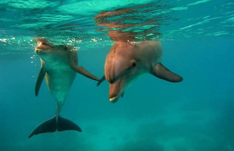 Delfin Tour in Marsa Alam - Schwimmen mit freilebenden Delfinen