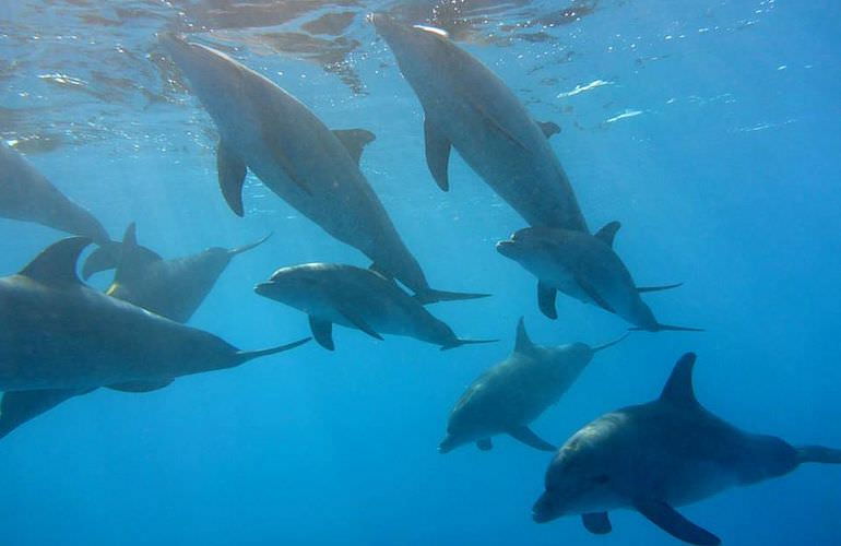 Schnorcheln Dolphin House Marsa Alam & Ganztägiger Bootsausflug  