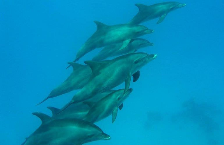 Schnorchelausflug zum Dolphin House Reef (Sha'ab Samadai) in Marsa Alam
