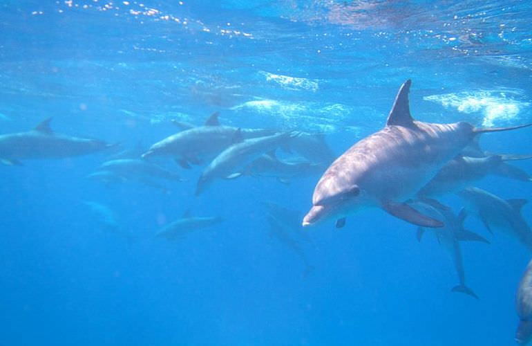 Dolphin House Reef - Ganztägiger Schnorchelausflug Marsa Alam