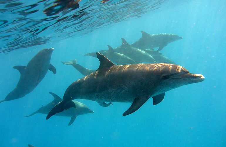 Schnorchelausflug zum Dolphin House Reef (Sha'ab Samadai) in Marsa Alam