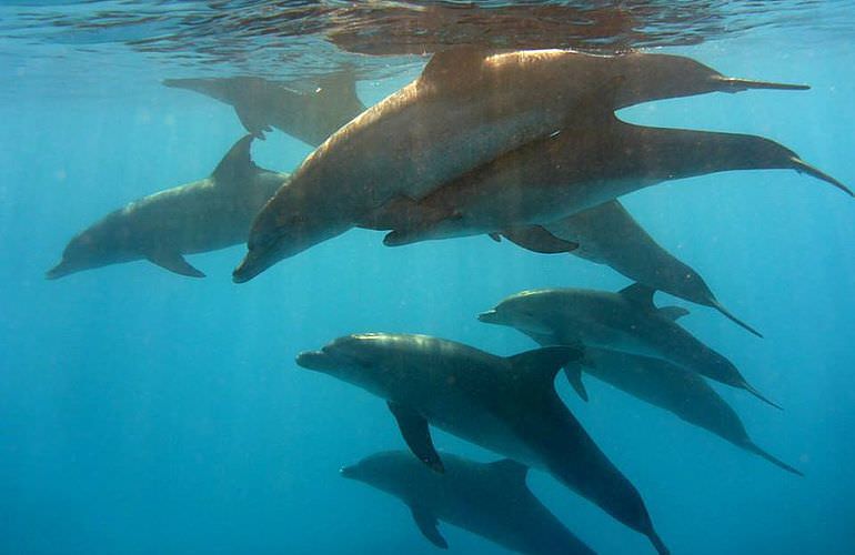 2-tägiger Schnorchelausflug zum Sataya Dolphin Reef in Marsa Alam