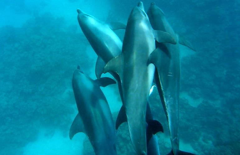 Delfin Tour in Marsa Alam - Schwimmen mit freilebenden Delfinen