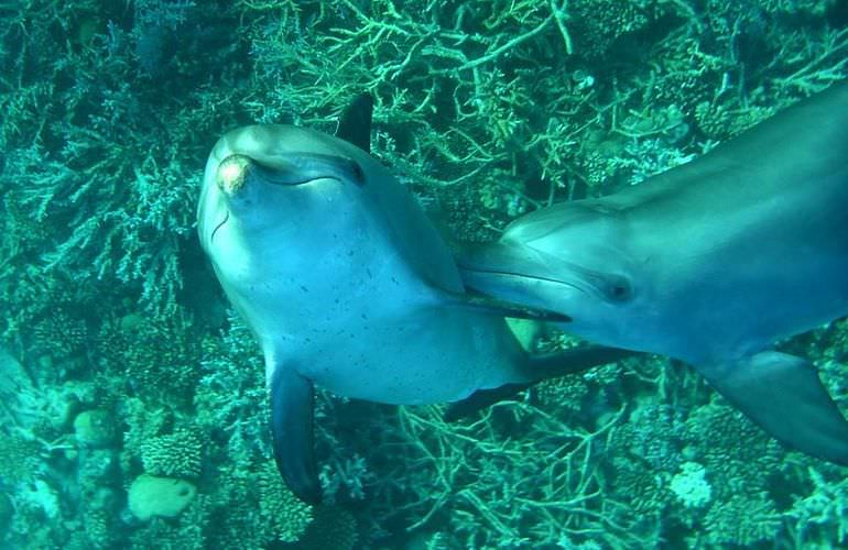 Schnorcheln mit Delfinen in Marsa Alam
