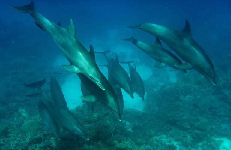 Ausflug zum Dolphin House in Marsa Alam - Begegnung mit Delphinen in freier Natur