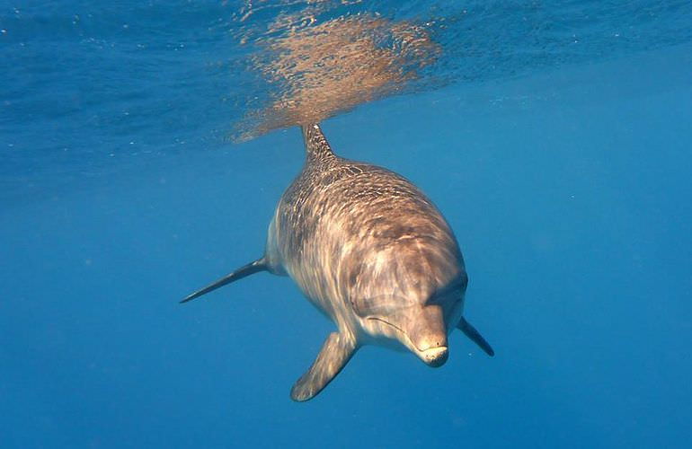 Schnorcheln Dolphin House Marsa Alam & Ganztägiger Bootsausflug  