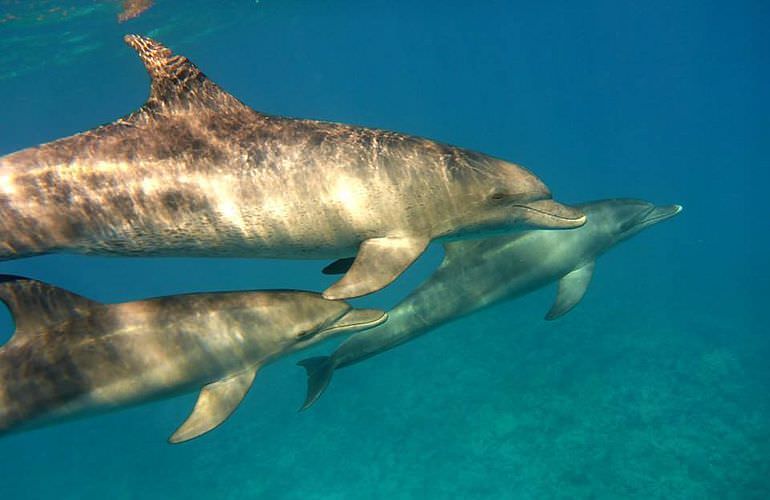 Dolphin House Reef - Ganztägiger Schnorchelausflug Marsa Alam