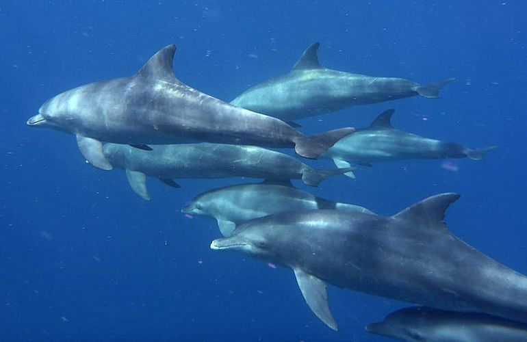 Schnorchelausflug zum Dolphin House Reef (Sha'ab Samadai) in Marsa Alam