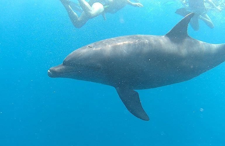 Delfin Tour in Marsa Alam - Schwimmen mit freilebenden Delfinen