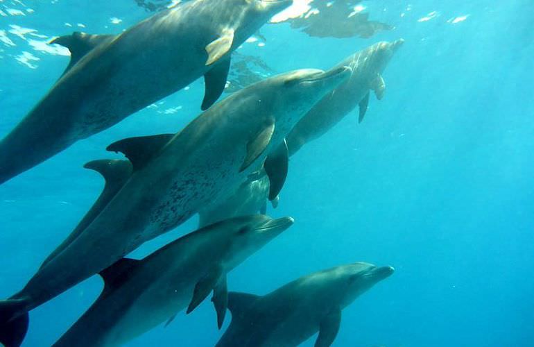 Schnorcheln mit Delfinen in Marsa Alam