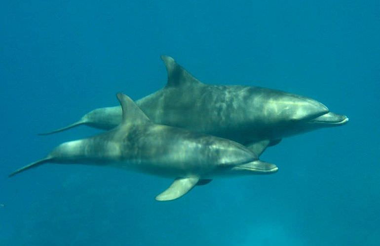 Ausflug zum Dolphin House in Marsa Alam - Begegnung mit Delphinen in freier Natur