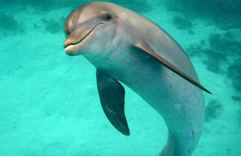 Sataya Dolphin Reef - Ausflug zum Schnorcheln in Marsa Alam