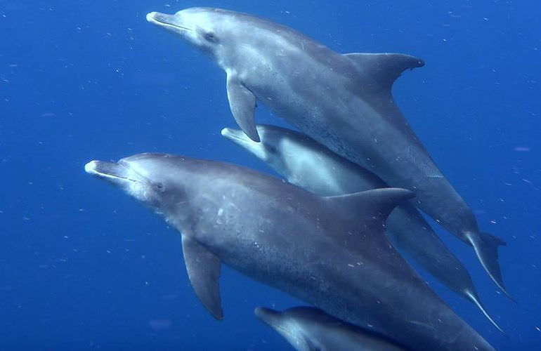 Schnorcheln Dolphin House Marsa Alam & Ganztägiger Bootsausflug  