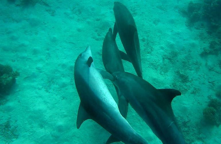 2-tägiger Schnorchelausflug zum Sataya Dolphin Reef in Marsa Alam