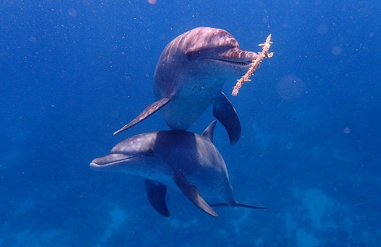 Sataya Dolphin Reef - Ausflug zum Schnorcheln in Marsa Alam