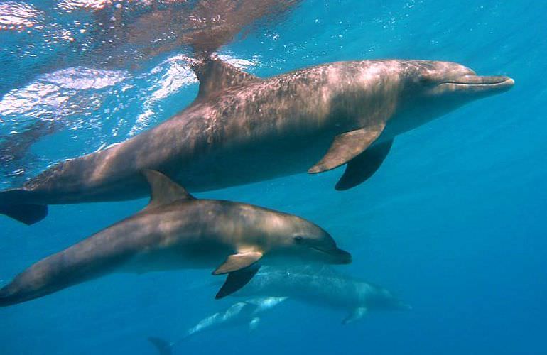 Ausflug zum Dolphin House in Marsa Alam - Begegnung mit Delphinen in freier Natur