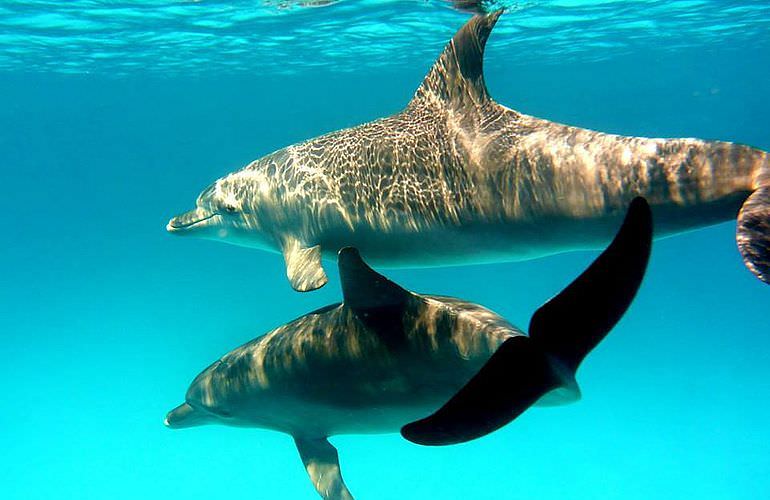 Schnorchelausflug zum Dolphin House Reef (Sha'ab Samadai) in Marsa Alam