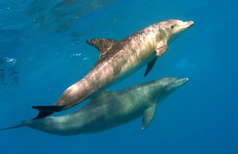 Dolphin House Reef - Ganztägiger Schnorchelausflug Marsa Alam