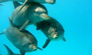 Dolphin House Reef - Ganztägiger Schnorchelausflug in Marsa Alam
