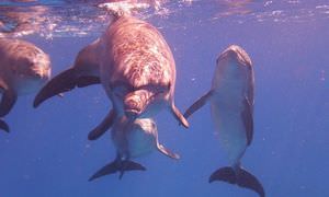 2-tägiger Schnorchelausflug zum Sataya Dolphin Reef in Marsa Alam