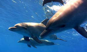 Ausflug zum Dolphin House in Marsa Alam - Begegnung mit Delphinen in freier Natur