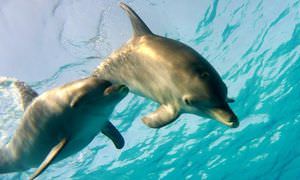 Delfin Tour in Marsa Alam - Schwimmen mit freilebenden Delfinen