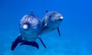 Schnorcheln Dolphin House Marsa Alam & Ganztägiger Bootsausflug  