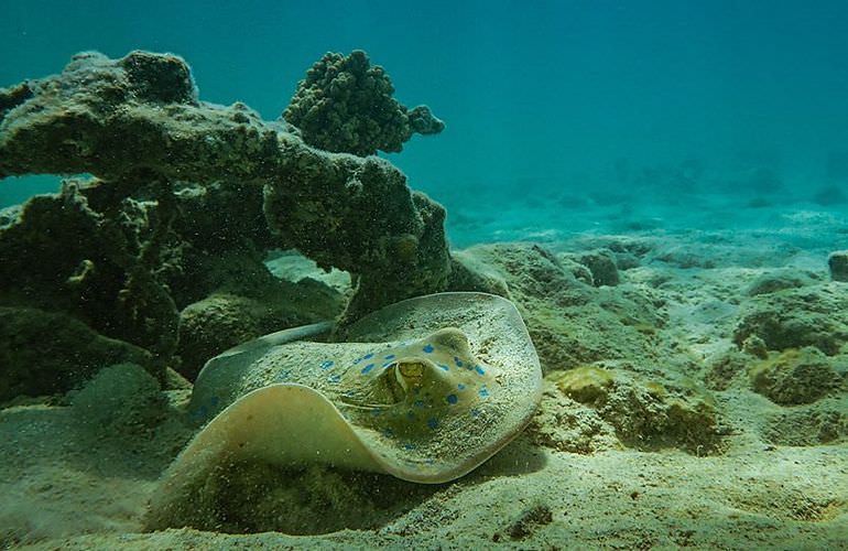 Tagesausflug zu den 3 Inseln von Marsa Alam aus