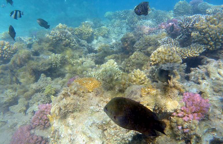 Tagesausflug zu den 3 Inseln von Marsa Alam aus