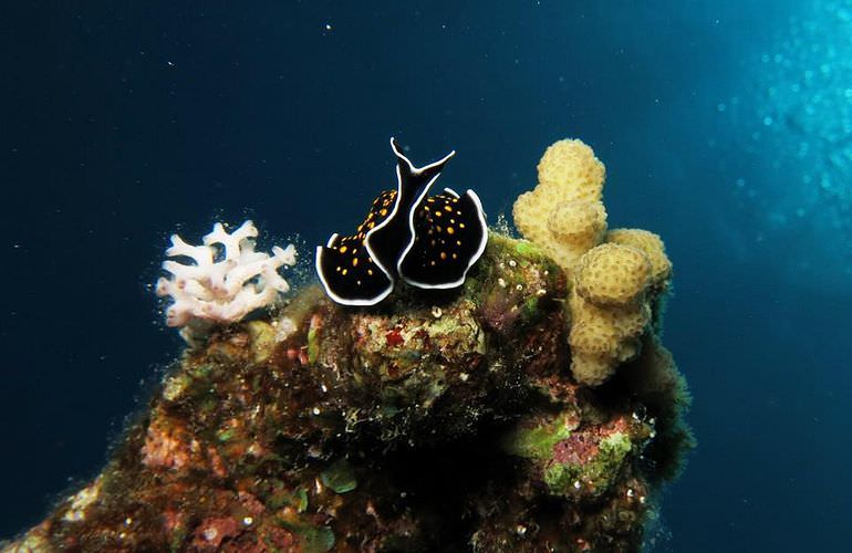 Ausflug zu den Hamata-Inseln in Marsa Alam