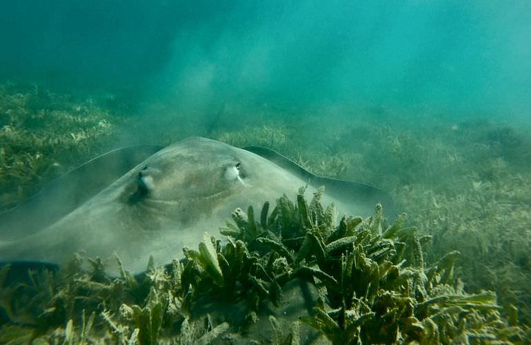 Qulaan Inseln in Marsa Alam - Tagesausflug zum Schnorcheln