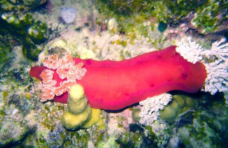 Ausflug zu den Hamata-Inseln in Marsa Alam