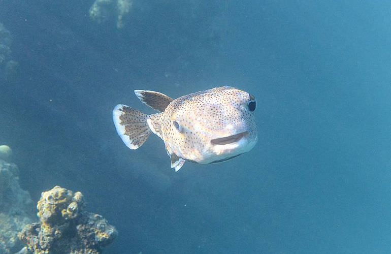 Qulaan Inseln in Marsa Alam - Tagesausflug zum Schnorcheln