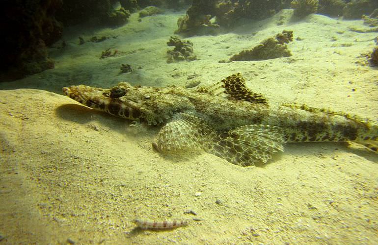 Ausflug zu den Hamata-Inseln in Marsa Alam