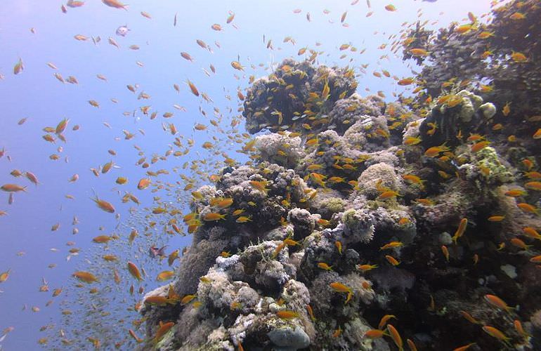 Ausflug zu den Hamata-Inseln in Marsa Alam