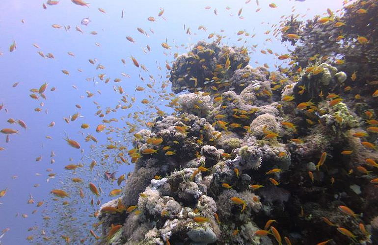 Ausflug zu den Hamata-Inseln in Marsa Alam