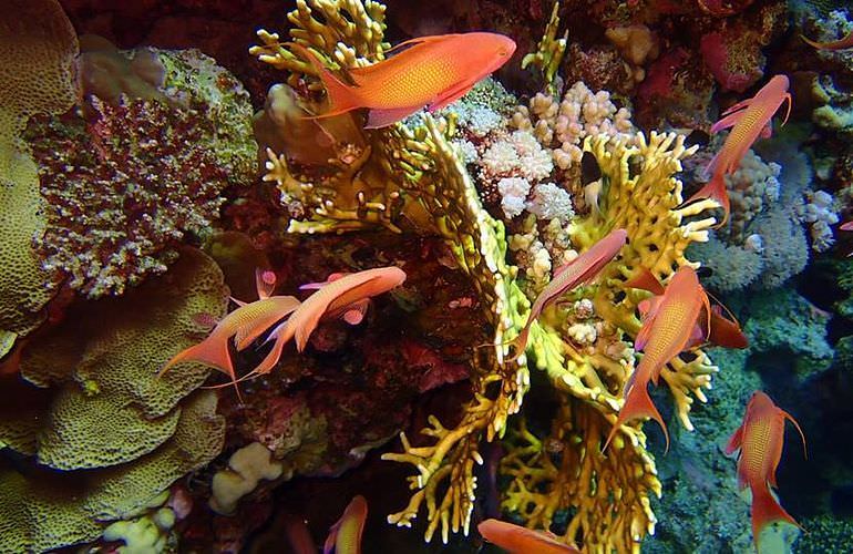 Ausflug zu den Hamata-Inseln in Marsa Alam