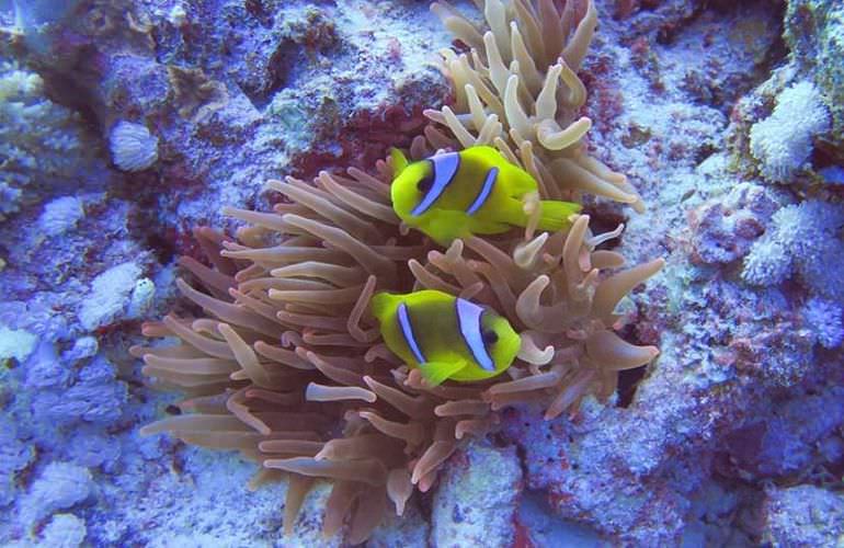 Ausflug zu den Hamata-Inseln in Marsa Alam