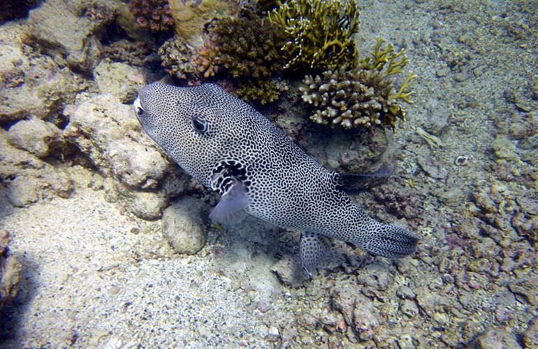 Ausflug zu den Hamata-Inseln in Marsa Alam