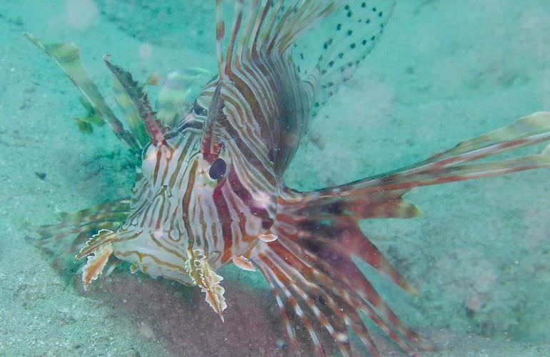 Ausflug zu den Hamata-Inseln in Marsa Alam