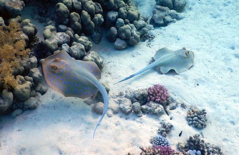 Ausflug zu den Hamata-Inseln in Marsa Alam