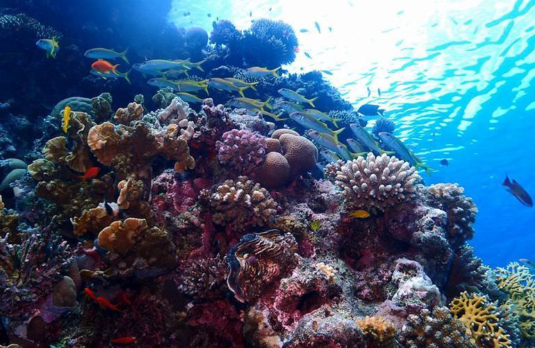 Ausflug zu den Hamata-Inseln in Marsa Alam