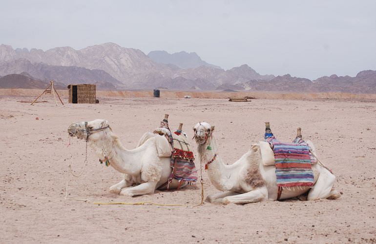 Jeep Safari in Marsa Alam mit Kamelreiten & BBQ Abendessen