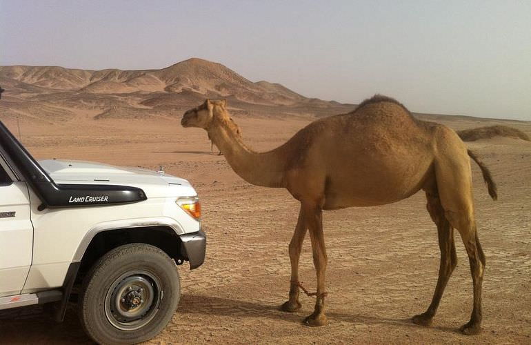 Kombi-Wüstentour in El Quseir: Quad, Jeep, Buggy und Kamelreiten