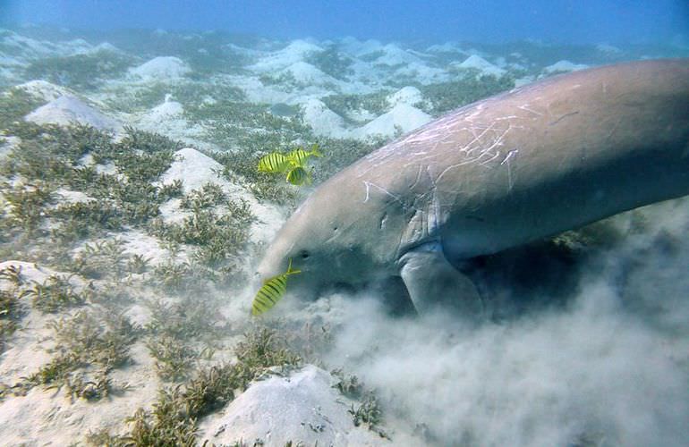 Schnorchelausflug zur Marsa Mubarak Bucht von Marsa Alam aus