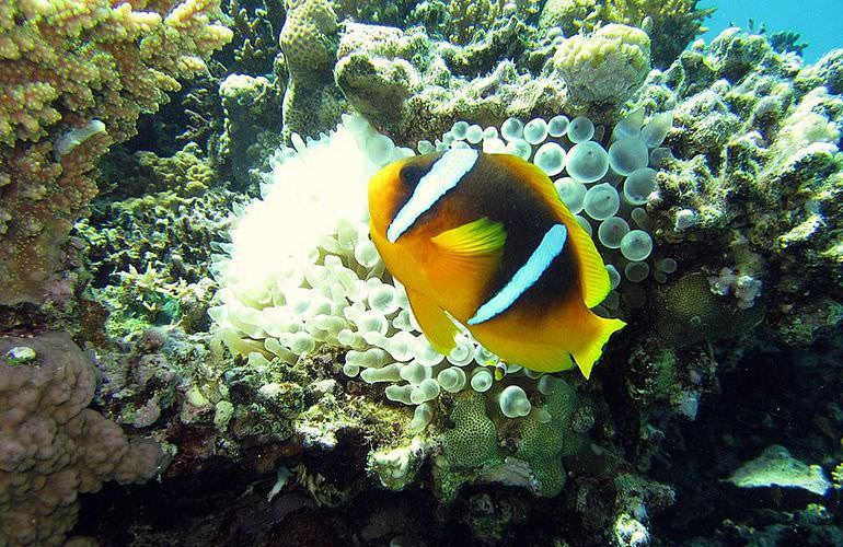 Schnorchelausflug zur Marsa Mubarak Bucht von Marsa Alam aus