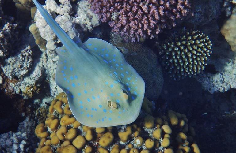 Schnorchelausflug zur Marsa Mubarak Bucht von Marsa Alam aus